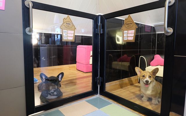 Bed and Pet-first - Dog Hotel, TP. HCM
