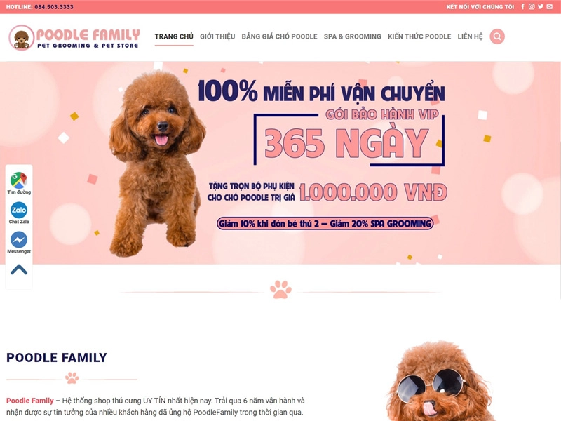 Poodle Family – Trại Chó Poodle Cảnh, Tp.HCM